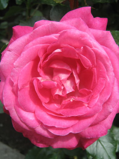 Picture My plants 3417