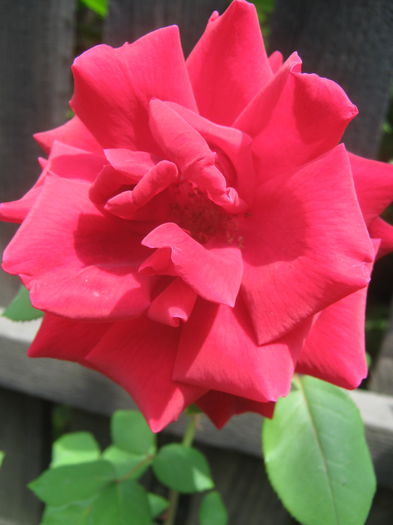 Picture My plants 3418