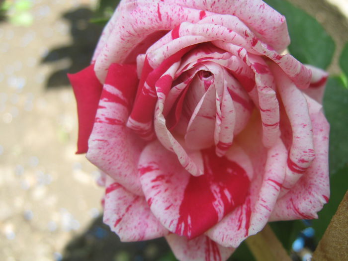 Picture My plants 3419 - Trandafiri 2015