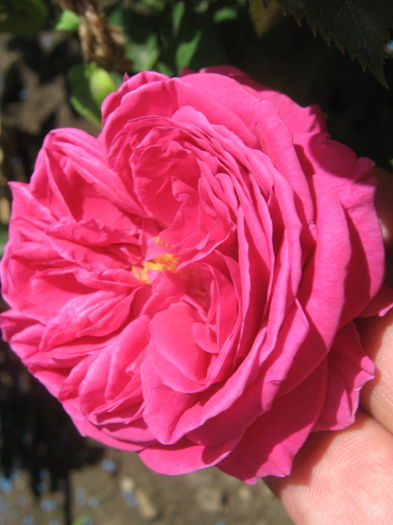 Picture My plants 3420 - Trandafiri 2015