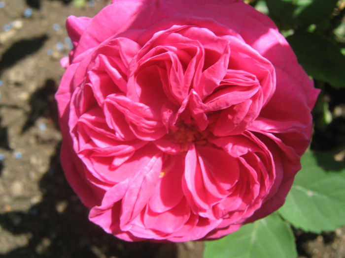 Picture My plants 3421 - Trandafiri 2015