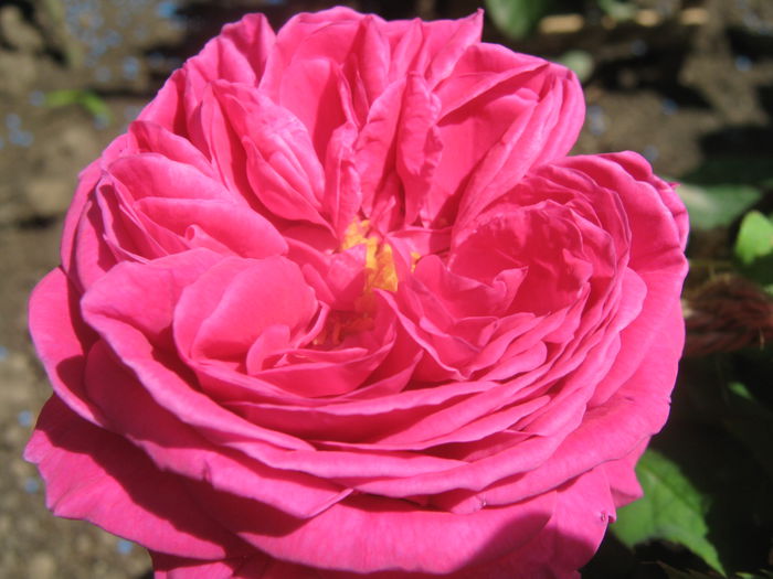 Picture My plants 3422 - Trandafiri 2015