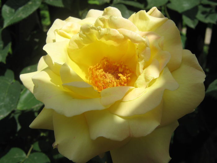 Picture My plants 3424