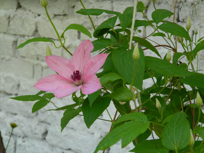 DSCN7843 - 2015_CLEMATITE