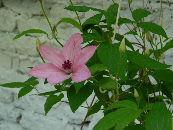 DSCN7844 - 2015_CLEMATITE