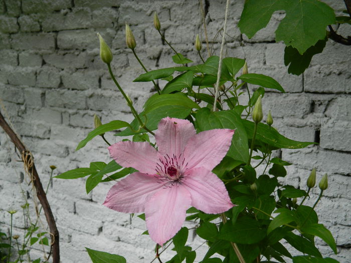 DSCN7968 - 2015_CLEMATITE