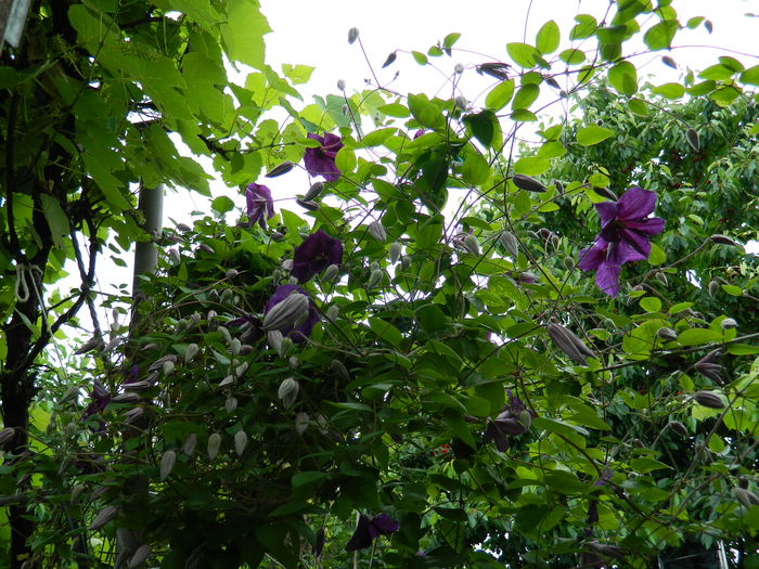 DSCN8152 - 2015_CLEMATITE