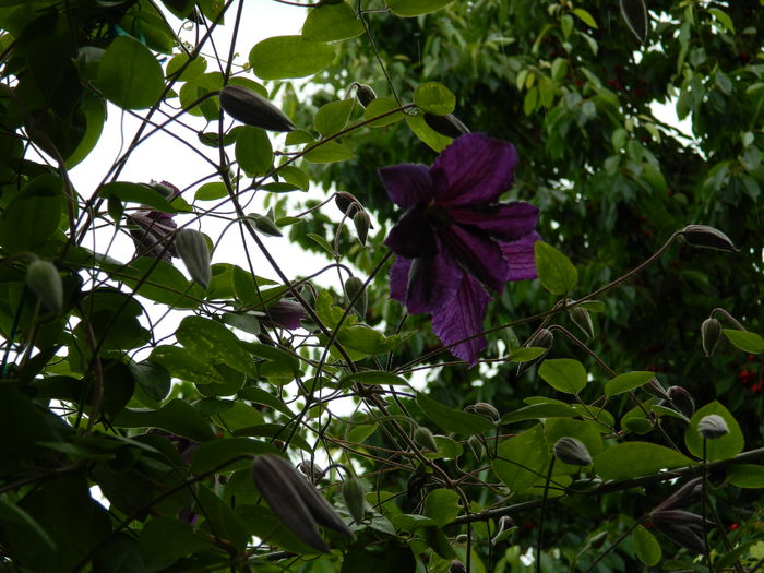 DSCN8153 - 2015_CLEMATITE