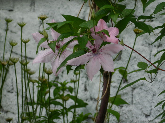 DSCN8187 - 2015_CLEMATITE