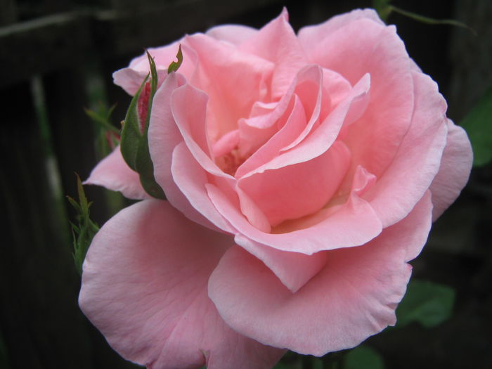 Picture My plants 3404