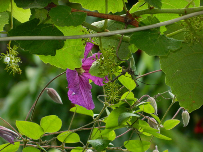 DSCN8190 - 2015_CLEMATITE