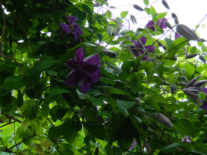 DSCN8234 - 2015_CLEMATITE