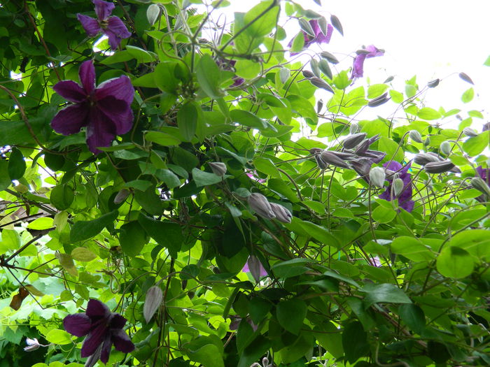 DSCN8238 - 2015_CLEMATITE