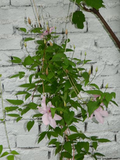 DSCN8239 - 2015_CLEMATITE