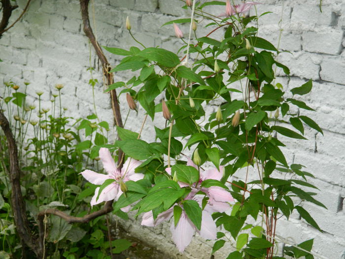 DSCN8495 - 2015_CLEMATITE