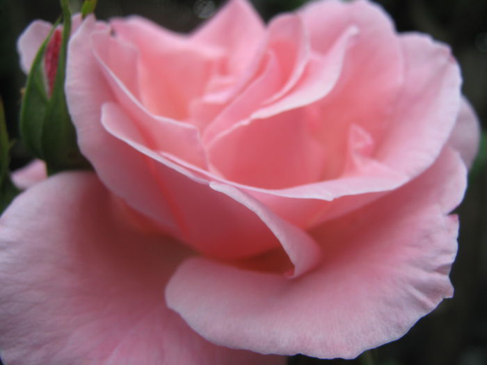 Picture My plants 3408