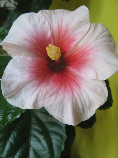 Picture My plants 3389