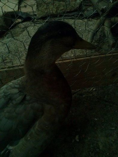 03030303 - 0a Rate Pitice Olandeze