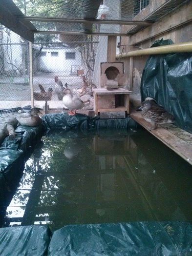 08080880 - 0a Rate Pitice Olandeze