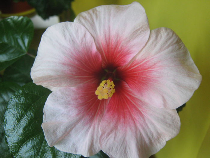 Picture My plants 3391 - Hibiscus Pink Dream