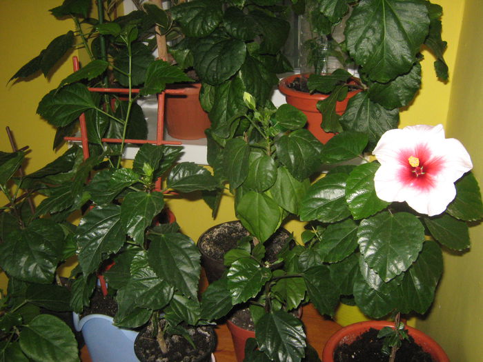 Picture My plants 3392 - Flori 2015