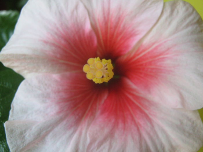 Picture My plants 3394