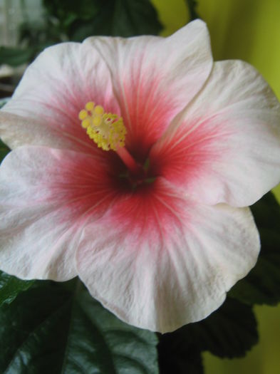 Picture My plants 3399 - Hibiscus Pink Dream