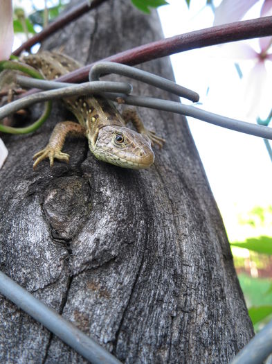 IMG_0825 - Gica 2015