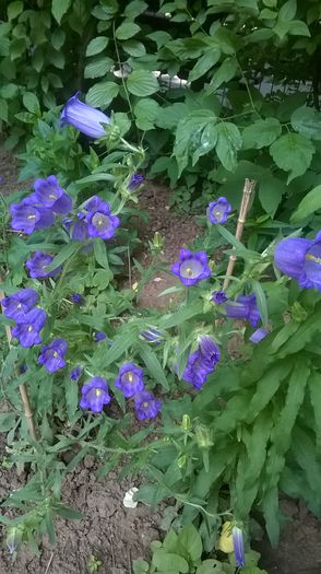 campanula medium - Campanule