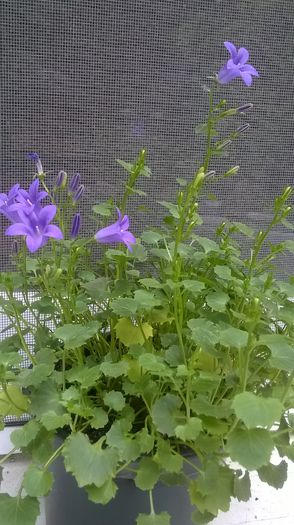 campanula portenschlagiana - Campanule