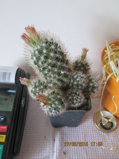 Escobaria lloydii - cactusi