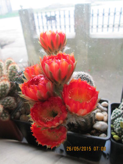001 - cactusi