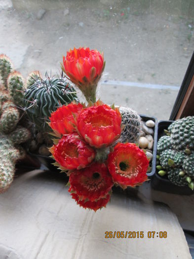 002 - cactusi