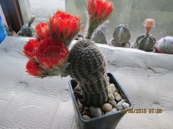 004 - cactusi
