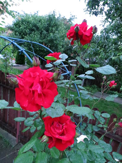 IMG_1120 - Kletter star rosu catarator