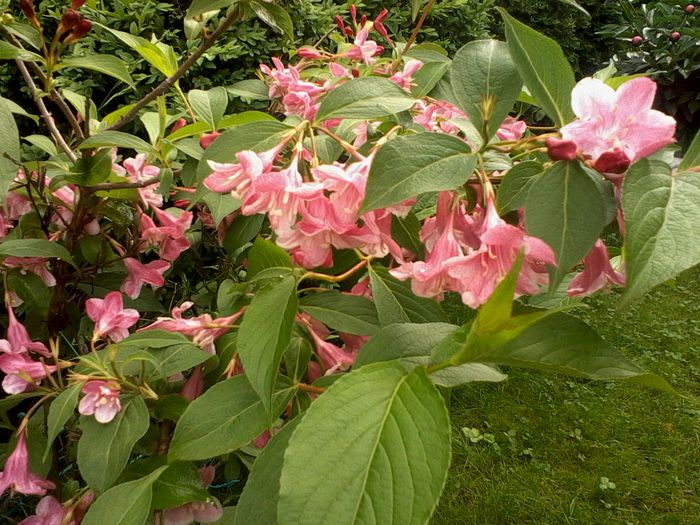 weigela roz 2015