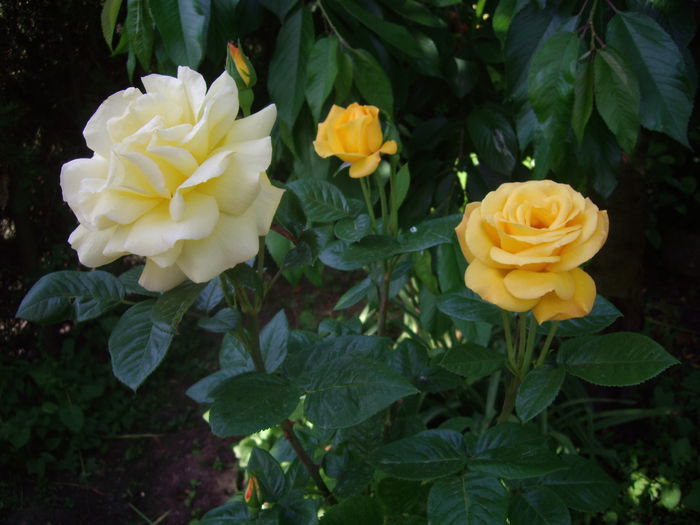 Urcator - flori si trandafiri -2015 - 1