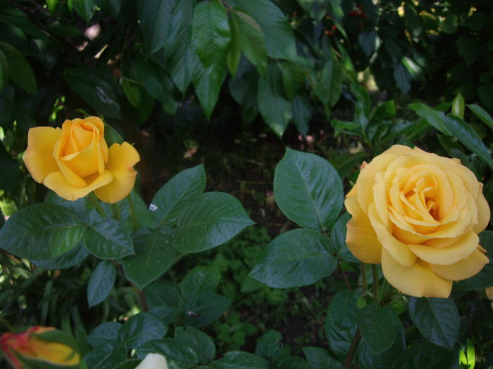 Urcator - flori si trandafiri -2015 - 1
