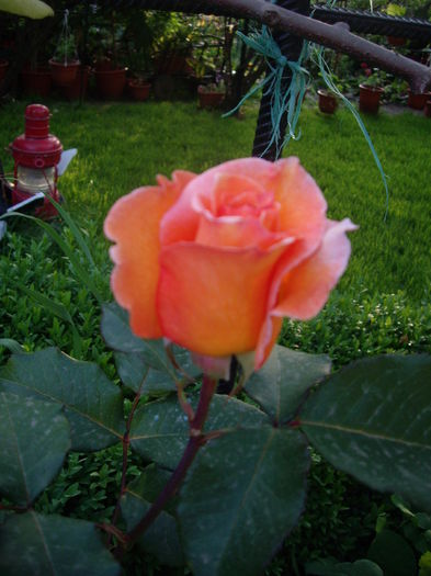 IMGP8053