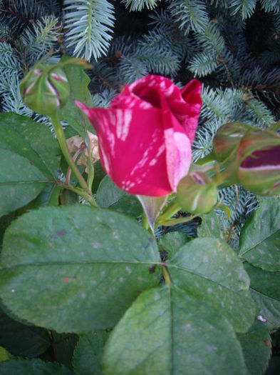 IMGP8054