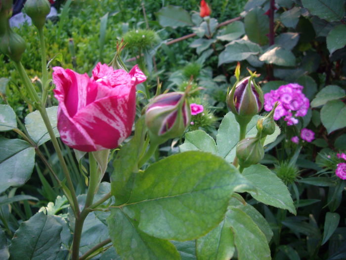 IMGP8055