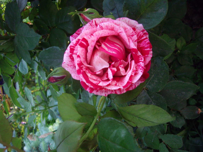IMGP8056
