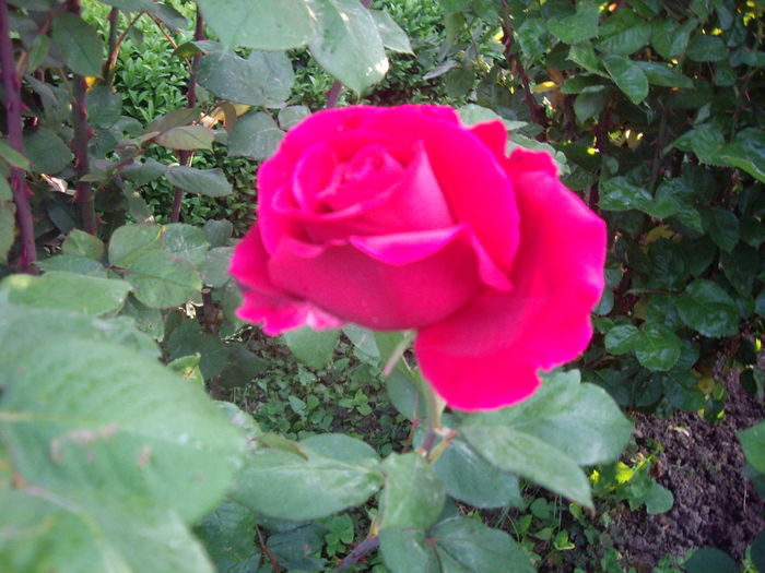 IMGP8058