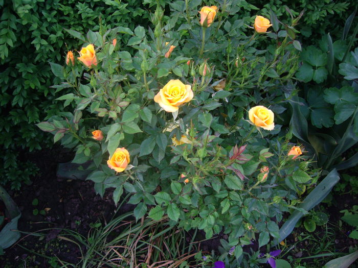 IMGP8059