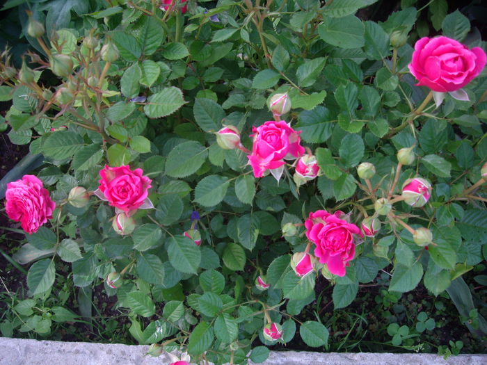 IMGP8062