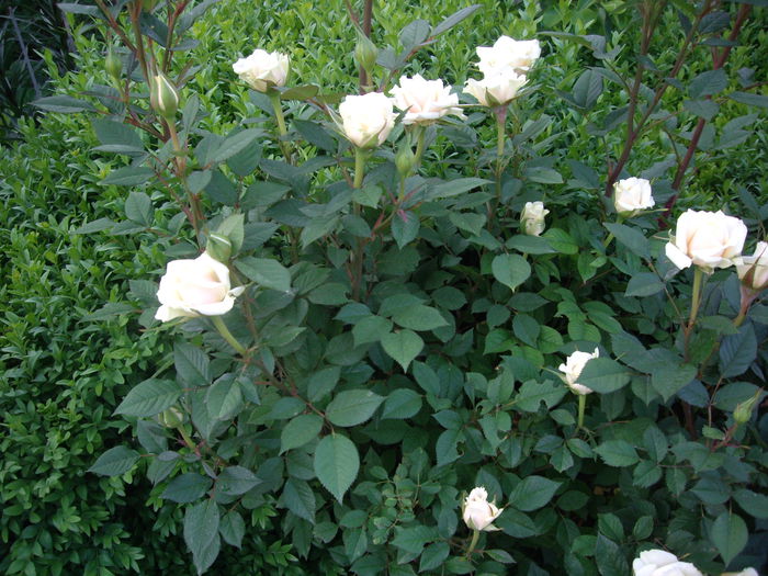 IMGP8063
