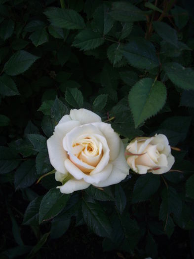 IMGP8065
