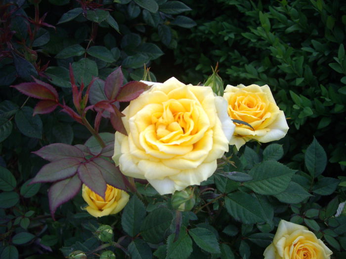 IMGP8067