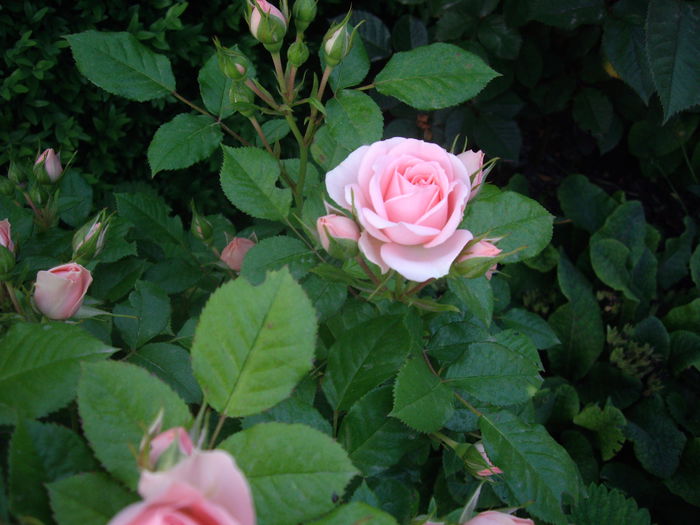 IMGP8069