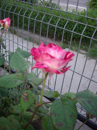 IMGP8073 - flori si trandafiri -2015 - 1